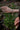 Bracelet | Chaîne maillon rectangle | Grand